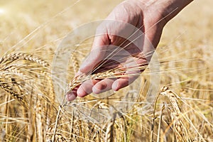 Wheat on hand. Plant, nature, rye. Crop on farm. Stem with seed for cereal bread.