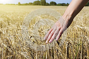 Wheat on hand. Plant, nature, rye. Crop on farm. Stem with seed for cereal bread.