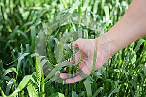 Wheat on hand. Plant, nature, rye. Crop on farm. Stem with seed for cereal bread. Agriculture harvest growth.  Wheat sprouts in a