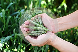 Wheat in a hands. Farmer with wheat in hands. Wheat ears in farmer hands close up. Plant, nature, rye. Crop on farm. Stem with see