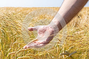 Wheat in the hands. Golden ears of wheat in a farmer& x27;s hand on a summer field. Agriculture, cereals and harvest concept.