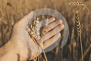 Wheat in the hands. Golden ears of wheat in a farmer& x27;s hand on a summer field during sunset. Agriculture, cereals and
