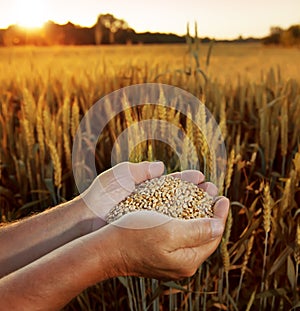 Wheat in the hands of men on the background field