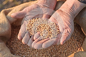 Wheat and hands of the old farmer
