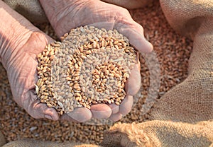 Wheat and hands of the old farmer