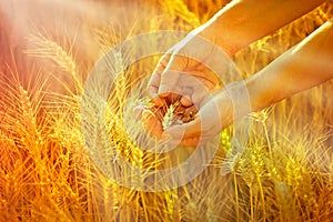 Wheat in hands of woman