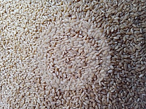 Wheat harves in India Farming