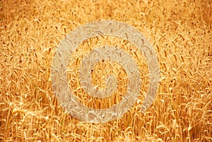 Wheat before harvest