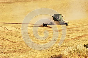 Pšenice úroda 11 