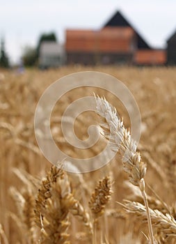 Wheat before harvest
