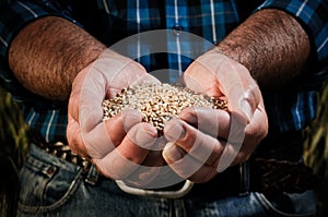 Wheat harvest