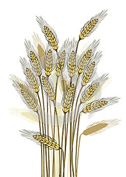 Wheat harvest photo