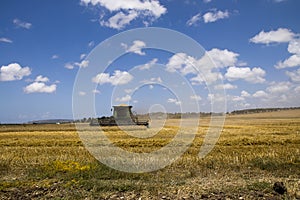 Wheat Harvest