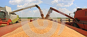 Wheat harvest