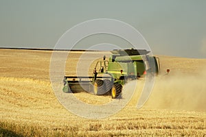 Wheat harvest 8