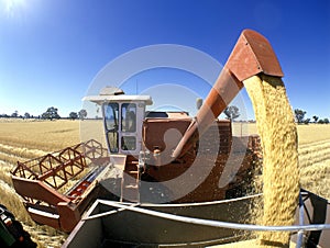 Wheat harvest, Australia.