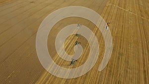 Wheat harvest. Combines work in the field.