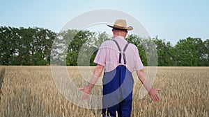 Wheat harvest, elderly man farmer in straw hat walks through field