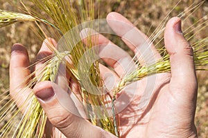 Wheat harvest in farmer's hands. Ears of wheat in human hands