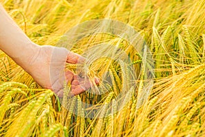 Wheat harvest. farmer and wheat field. Checking grain for ripeness. Farmer touching an ear of wheat with palm