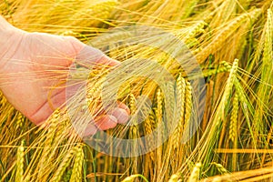 Wheat harvest. farmer and wheat field. Checking grain for ripeness. Ripe wheat.
