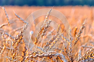 Wheat harvest in the field. A new crop of wheat. Grain crops. Agro-industry. Harvesting. Export, import of grain. Huge fields for