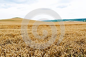 Wheat harvest. Fields of ripe wheat. Agrarian industry