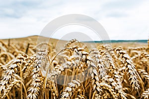 Wheat harvest. Fields of ripe wheat. Agrarian industry