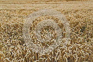 Wheat harvest. Fields of ripe wheat. Agrarian industry