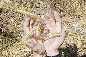 Wheat harvest in hands. Farmer's hands holding ears of rye