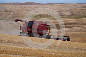 Wheat Harvest, Palouse, Washington