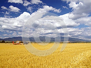 Úroda pšenice na Slovensku