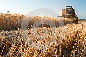 Wheat harvest time photo