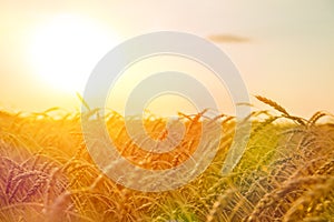 wheat harvest, wheat field. agriculture. the countryside