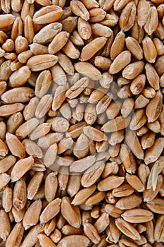 Wheat harvest. Wheat grain background.