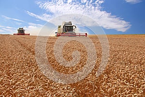 Wheat harvester in action