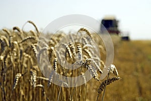 Wheat harvesting