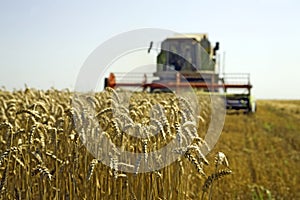 Wheat harvesting