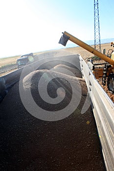 Wheat harvesting combine