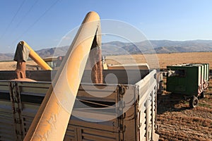 Wheat harvesting combine