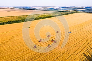 Wheat harvesting process. Combines work in the field.