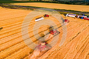 Wheat harvesting process. red combines work in the field.