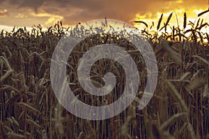 Wheat harvesting in the summer. Golden ear of ripe wheat on the field in sunset with golden clouds