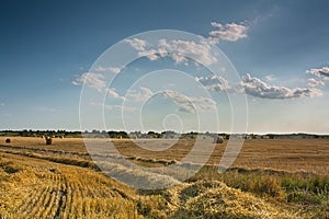 Wheat harvestlandscape