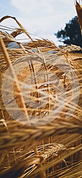 Gold of Herzegovina, wheat in gold field photo