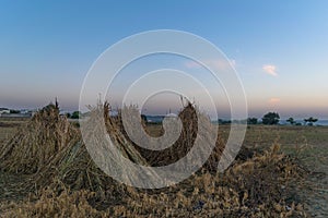 Wheat Hays in con shape in a crop field