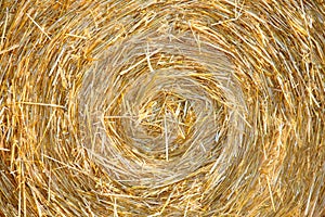 Wheat Haystack in farmer field