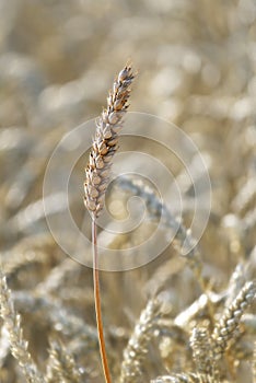 Wheat Head