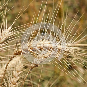 Wheat heads close-up in the field