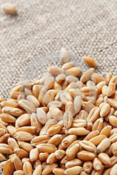 Wheat on a hessian photo